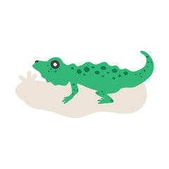 Green Iguana isolated