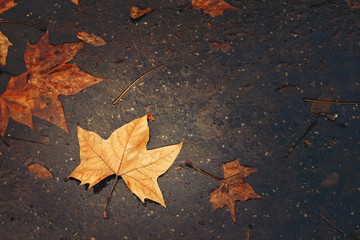 Autumn Background with Maple Leaf