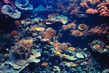 Tropical Aquarium with Small Fishes and Corals