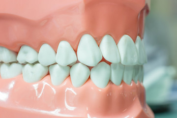 Dental study model