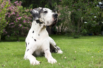 Senior great dane harlekin in the garden