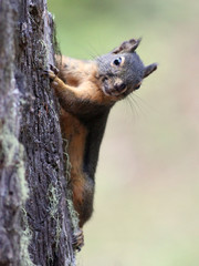 Douglas Squirrel on a Tree Trunk