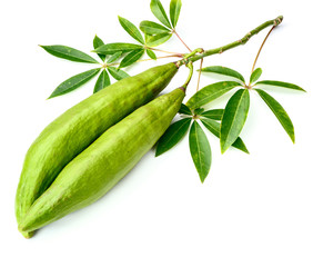 fresh ceiba pods on white