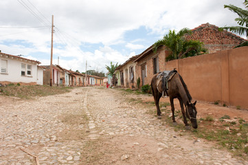 Pferd auf der Straße in Trinidad, Kuba