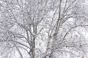 Fototapeta na wymiar fronds of snow-covered trees that create a texture of branche