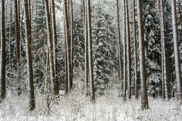 forest during winter
