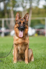 Sitting german shepherd dog