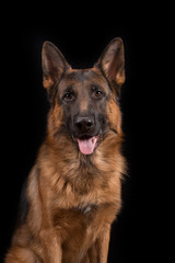 Portrait of a german shepherd