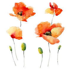 Watercolor illustration of a poppy on a white background. - 102241396