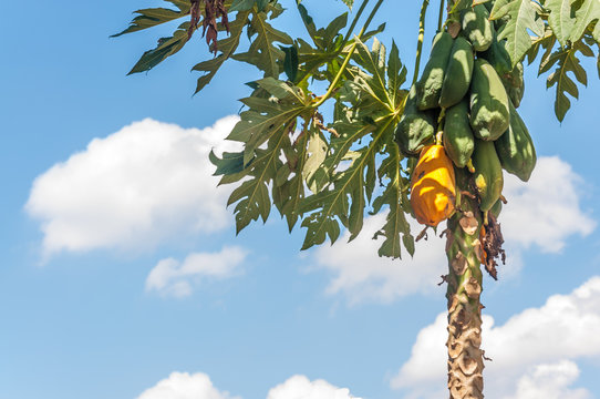 yellow papaya with blue sky and cloud