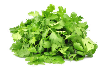Coriander