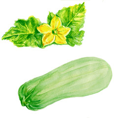marrow zucchini, zucchini flower watercolor illustration