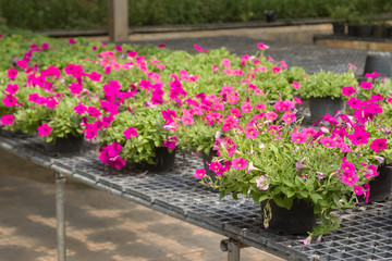 Fototapeta na wymiar flowers in pots on sale in plants nursery
