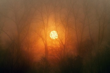 Burning sun rises over the forest