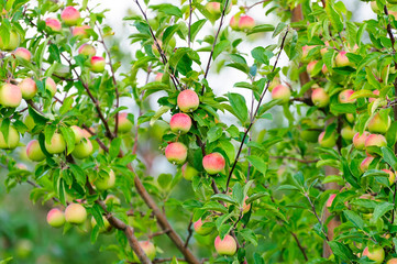 A branch with red apples