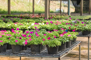 flowers in pots on sale in plants nursery