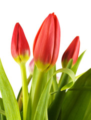 Naklejka premium Bouquet of colorful tulips.