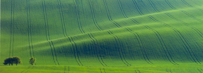 Original panoramic of green fields in beautiful striped hills