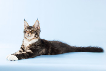  portrait of maine coon cat on blue background