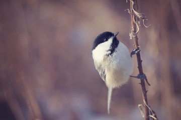 Chickadee on a branch