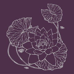 illustration with water lily; lotus flower