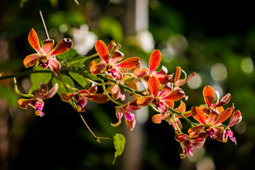 Purple orchids under the sunlight