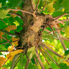 feuillage de platane