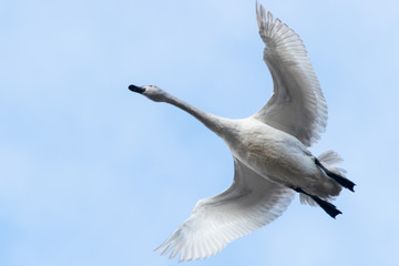 飛ぶ白鳥
