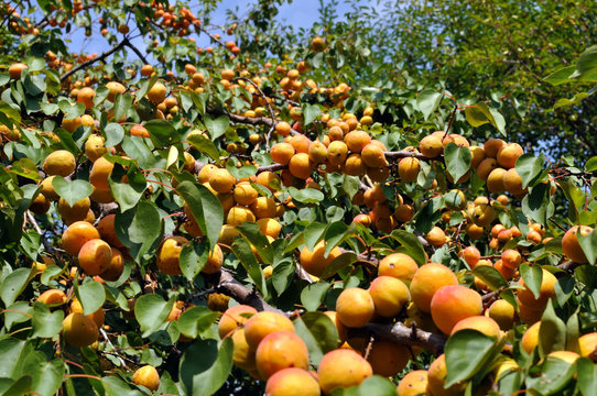 close-up of the ripe apricots