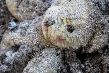 Teddy bear lies wounded on a covered by ashes