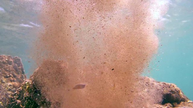 Cyane's octopus cleaned of sand his home as the water jets from the jet (bottom view), Indian Ocean, Hikkaduwa, Sri Lanka, South Asia 
