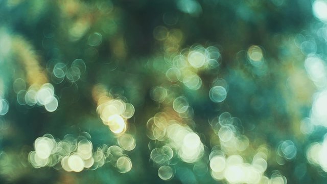 Blurred tree waving in the wind
