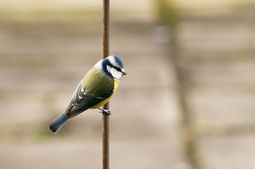 Blue tit hanging at an old rusty rod and is looking for some food