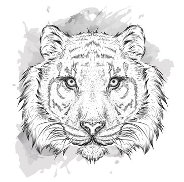 Hand draw tiger portrait. Hand draw vector illustration