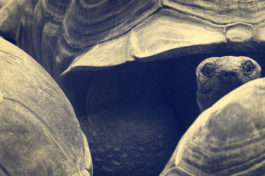 morla, turtoise in Hellbrunner Zoo, Munich