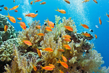 Shoal of anthias fish on the coral reef