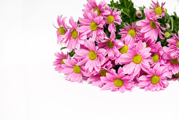 bouquet of pink chrysanthemum with yellow core