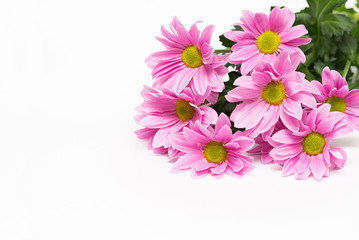 pink chrysanthemum with yellow core on white background