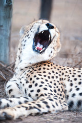 Gepard gähnt in einer Auffangstation in Südafrika © Beate Rhomberg