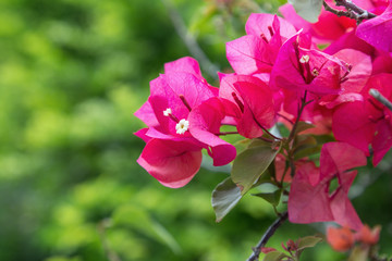 Close-up of pink Bougainvillea, a flowering plant.