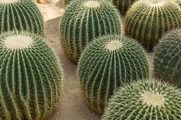 Naklejka na ściany i meble Several Golden Barrel (or Golden Ball) cactuses (Echinocactus grusonii).