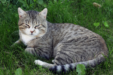 Naklejka na ściany i meble Lazy cat on green grass