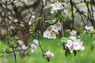 apple blossoms in spring on green