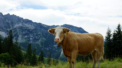 Fototapeta na wymiar schönes Rind in den Alpen