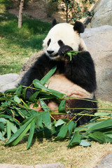 Obraz premium Panda eating bamboo