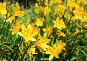 Day lily