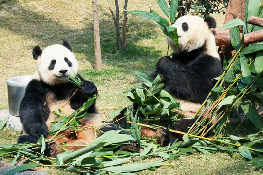Fototapeta Two pandas eating bamboo