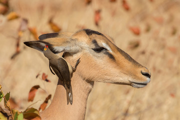 Symbiosis, Impala with oxpecker, Kruger Park, South Africa