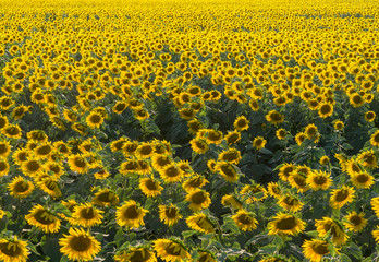 Farmland with organic sunflowers.