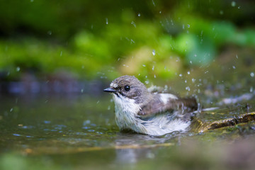 The Pied Flycatcher